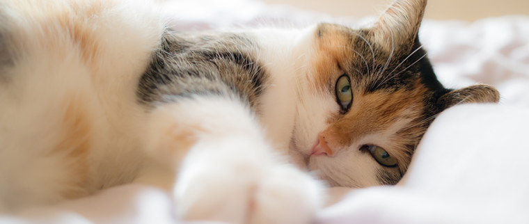 chat